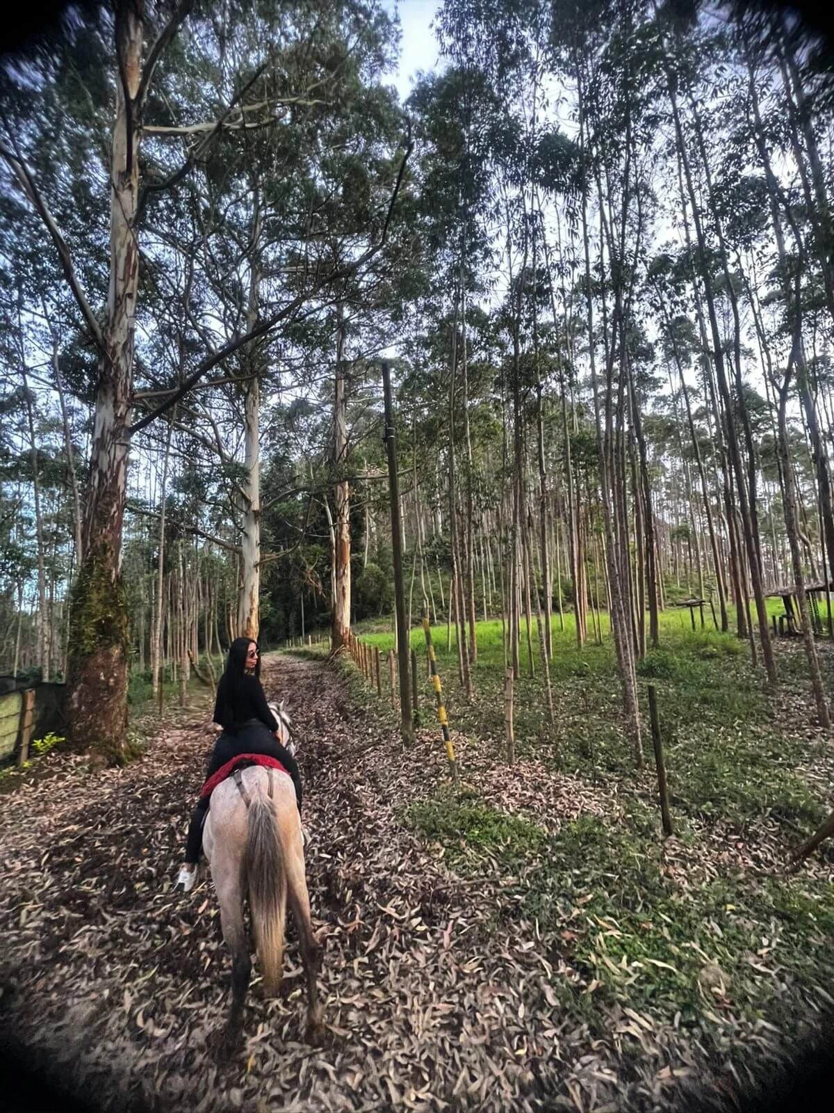 Recorrido ecológico entre piñeras y montañas en nuestro tour a caballo por Caldas